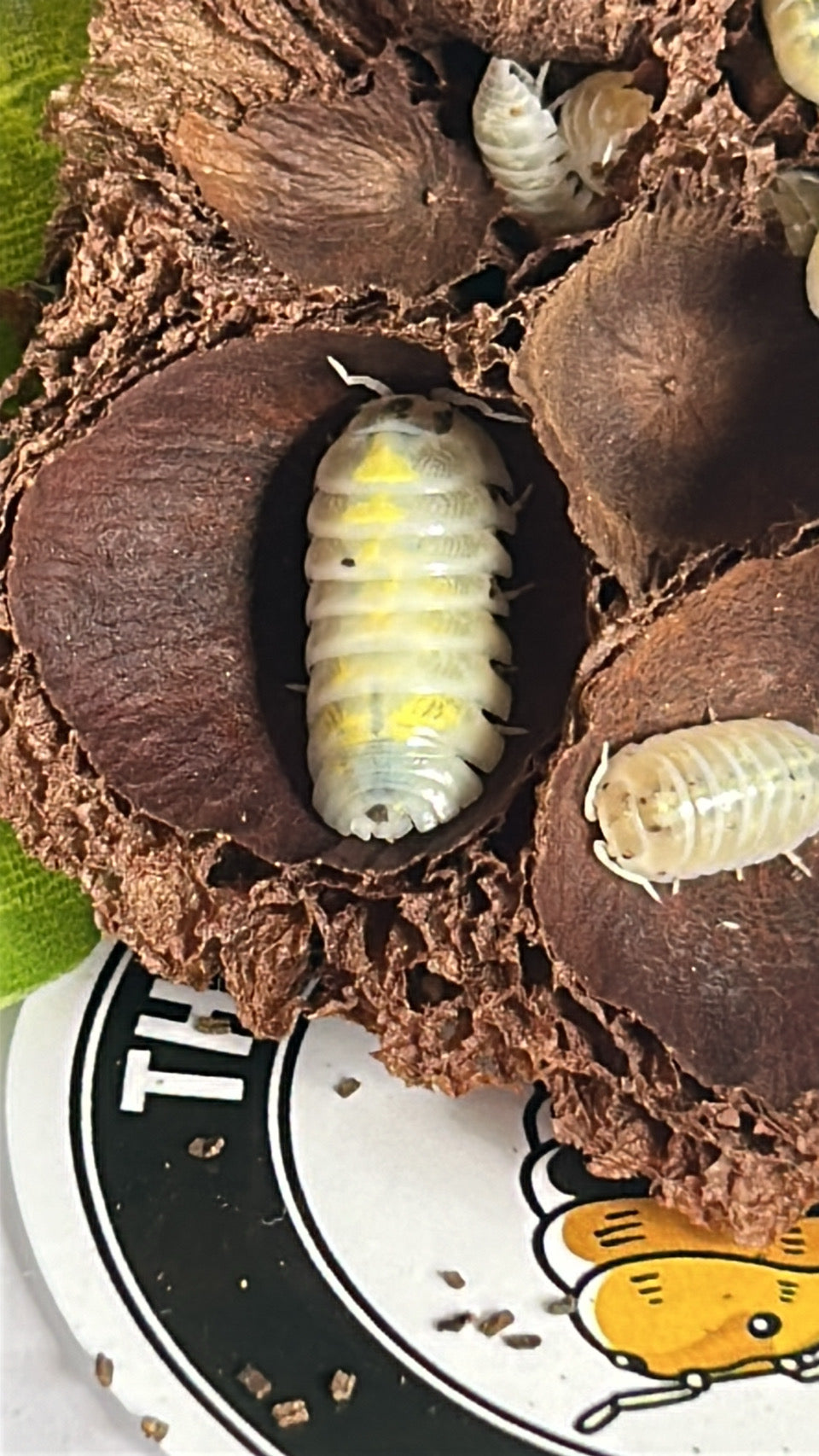 Armadillidium vulgare "Magic Potion"