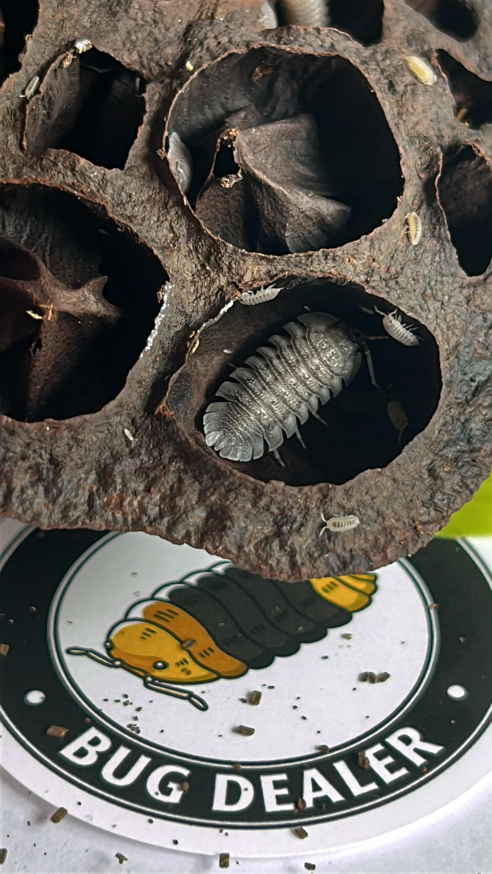 Armadillidium peraccae "Mini speckled"  isopods