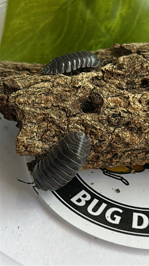 Armadillidium depressum "blotched"