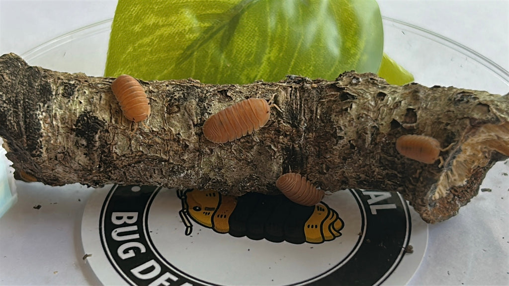 Cubaris Murina "Mandarin"