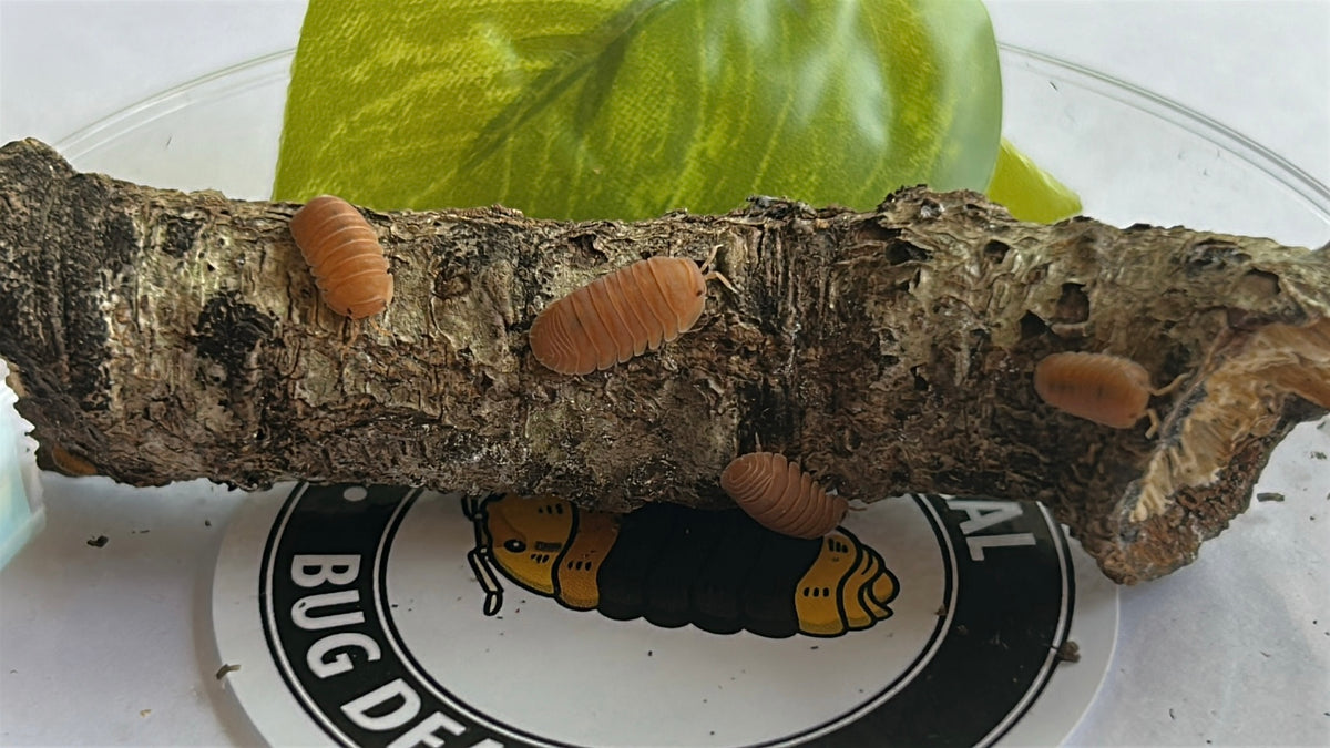 Cubaris Murina "Mandarin"
