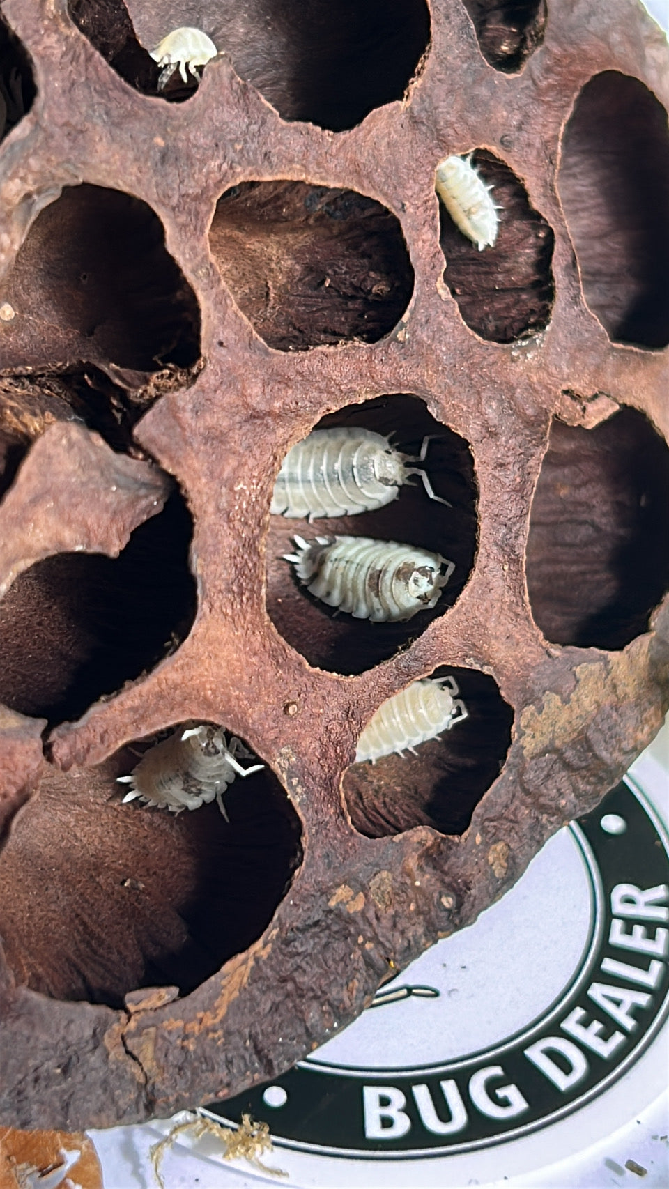 Porcellio scaber "Dalmatian"