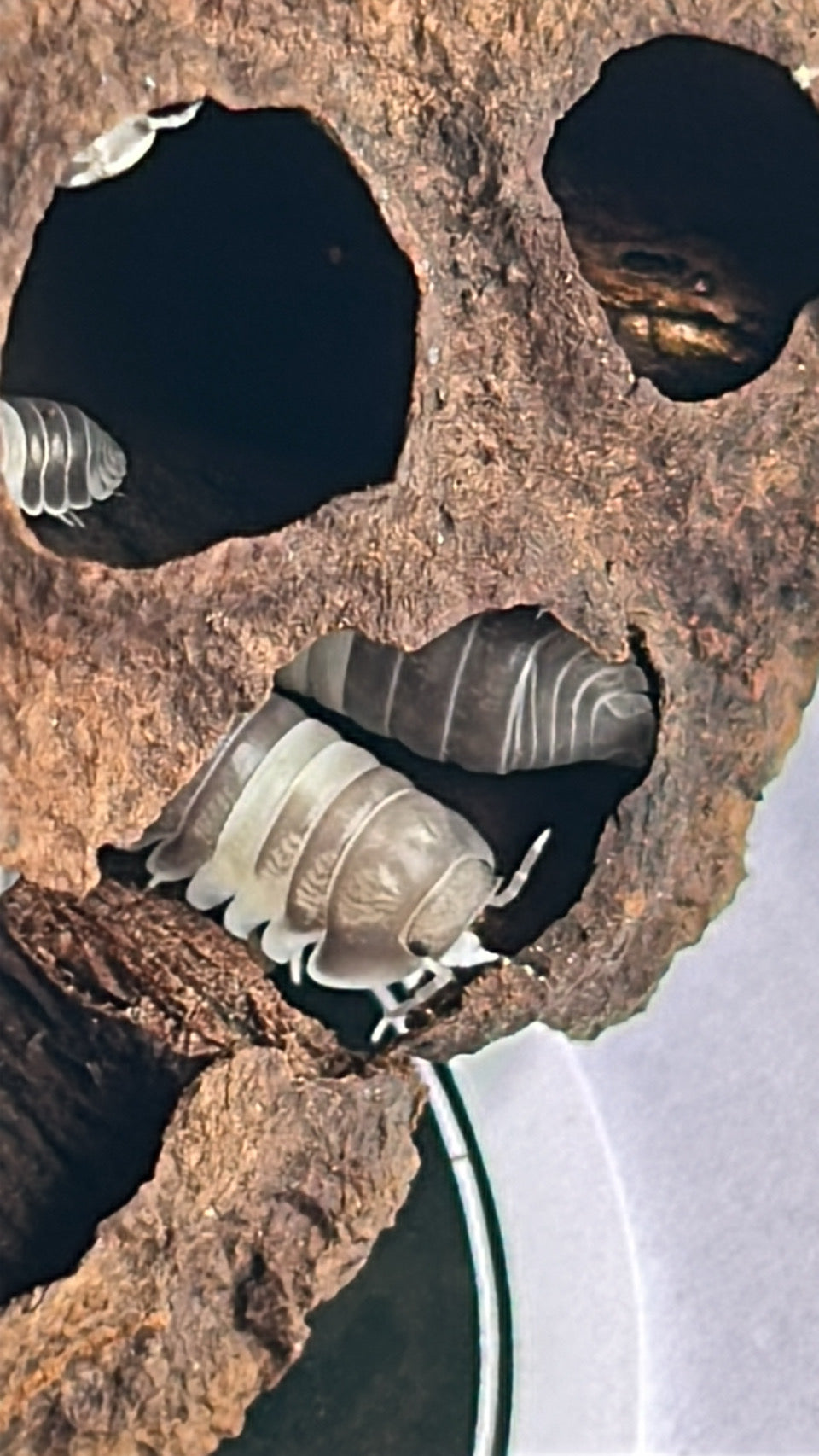 Cubaris sp. "Panda king" Isopod