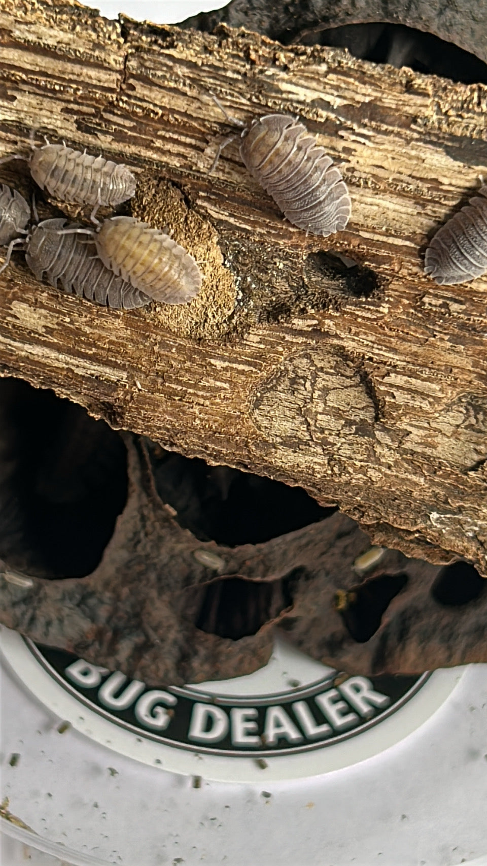 Armadillidium peraccae "Mini speckled"  isopods