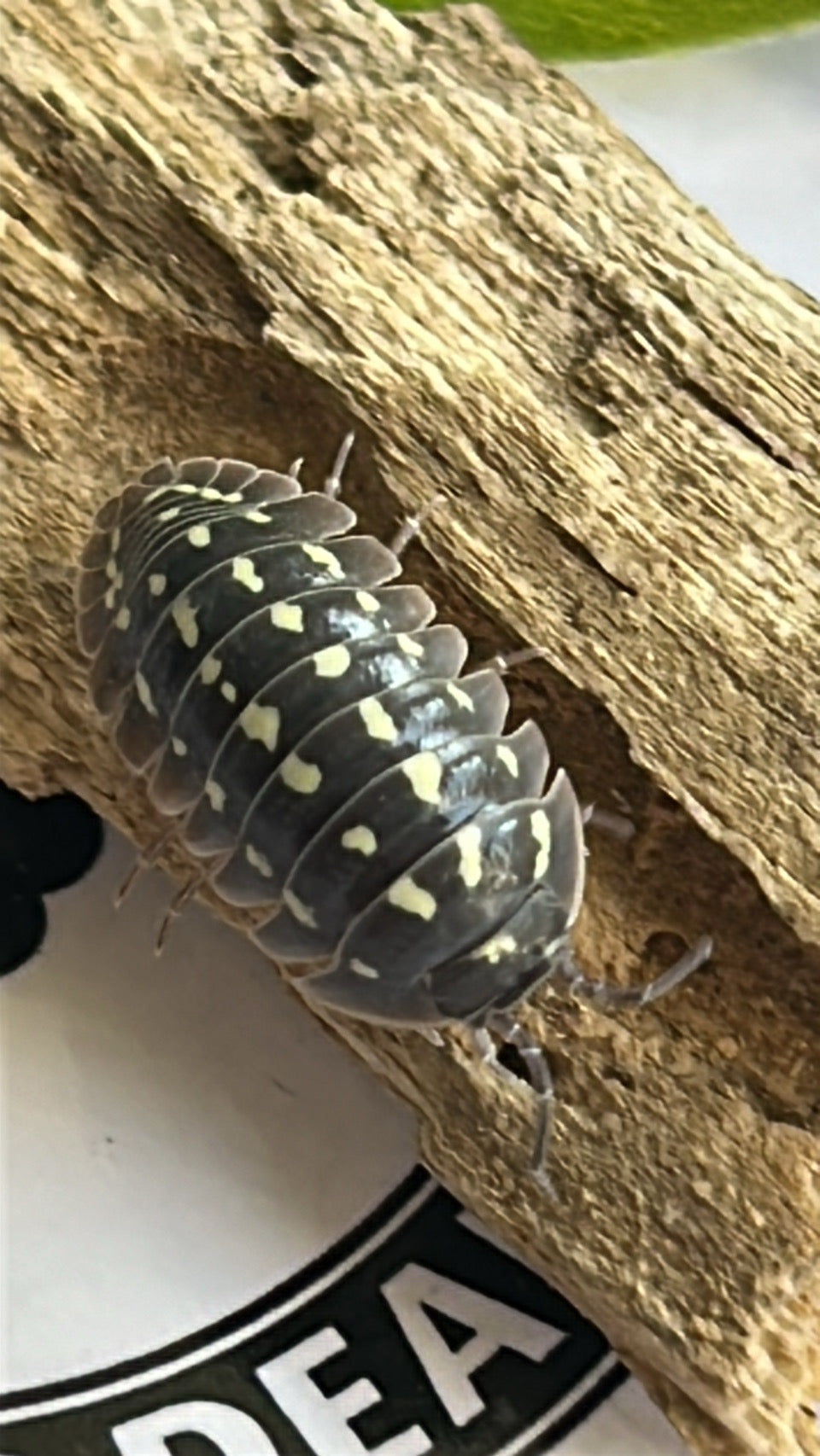 Armadillidium Gastroi "Zinger" Morph