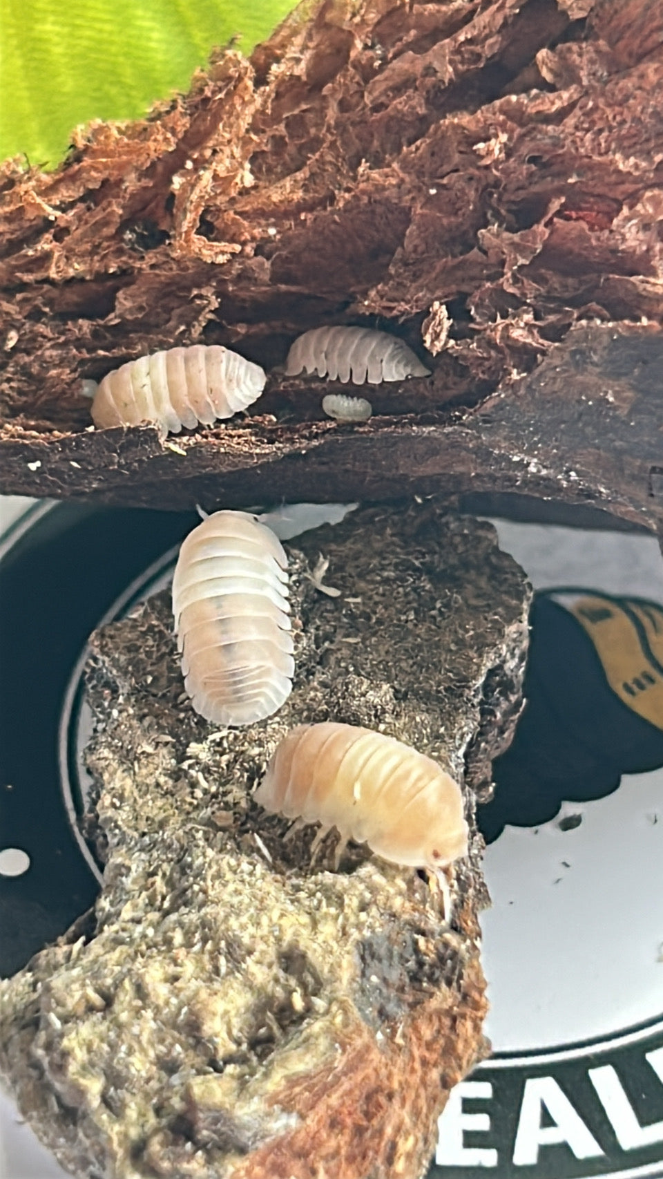 Cubaris sp. Panda King "Pink"