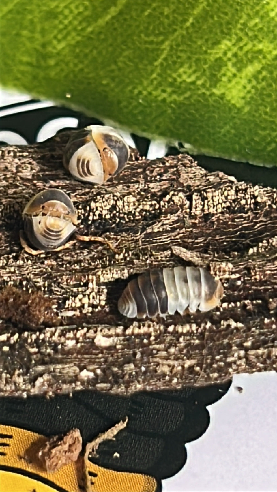 Cubaris sp. "White Shark" Isopod