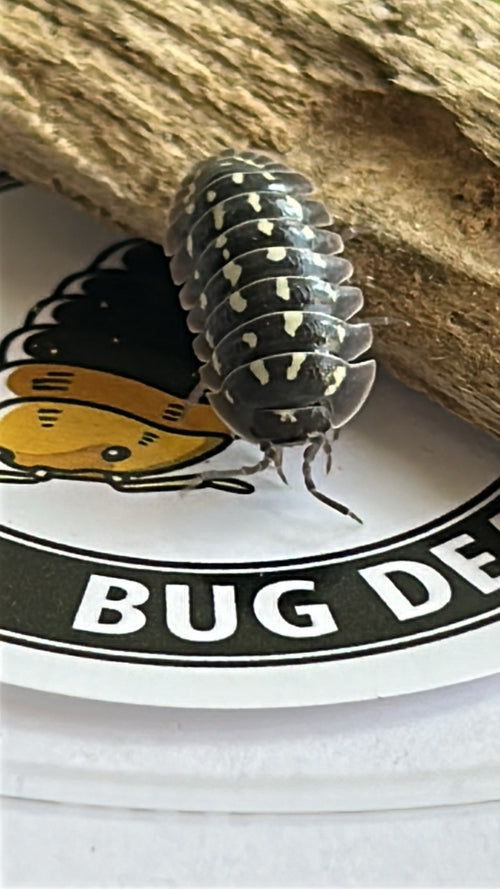 Armadillidium Gastroi "Zinger" Morph