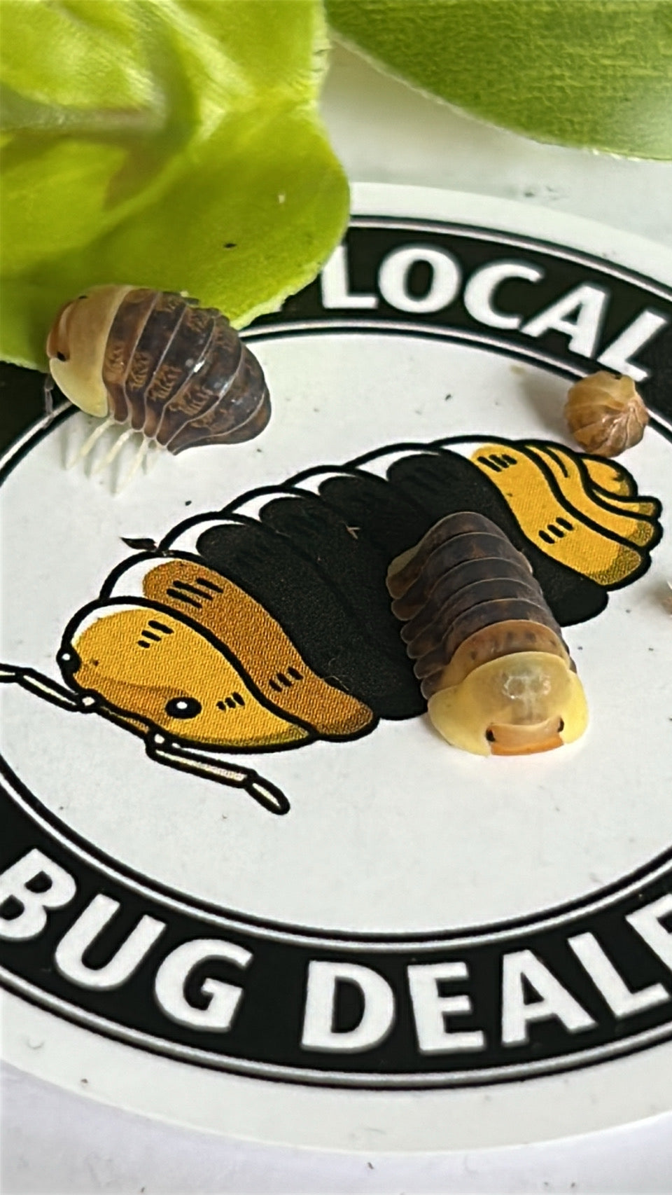 Cubaris sp. "Rubber Ducky"