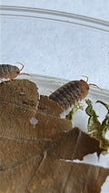 Sinodillo sp "Vietnam"