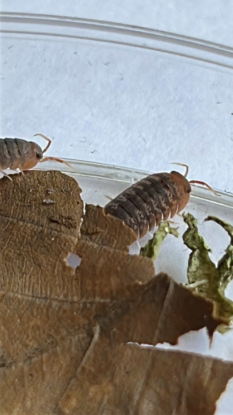 Sinodillo sp "Vietnam"