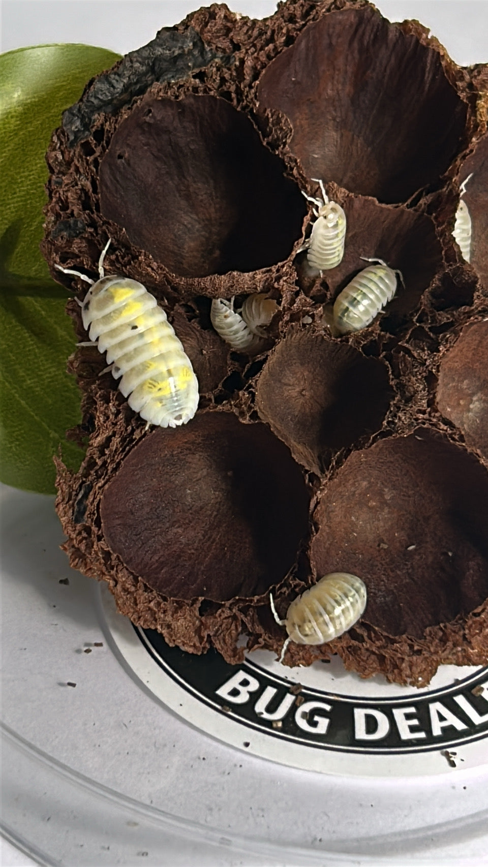 Armadillidium vulgare "Magic Potion"