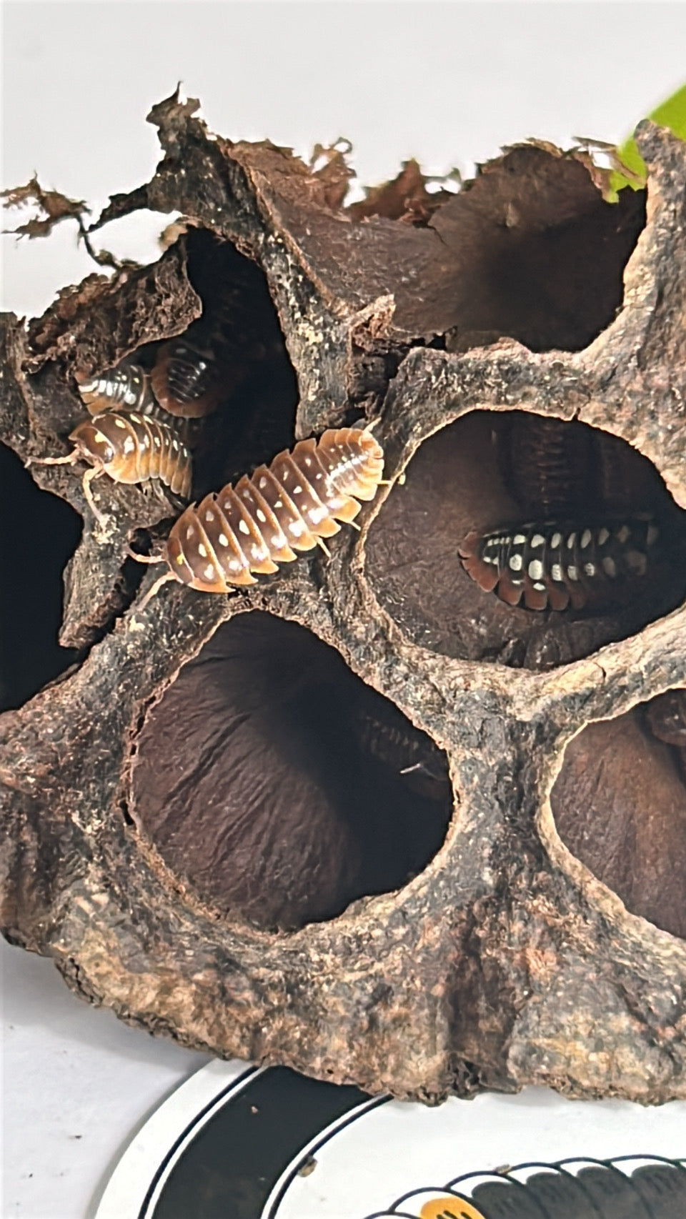 Armadillidium Klugii "Clown"
