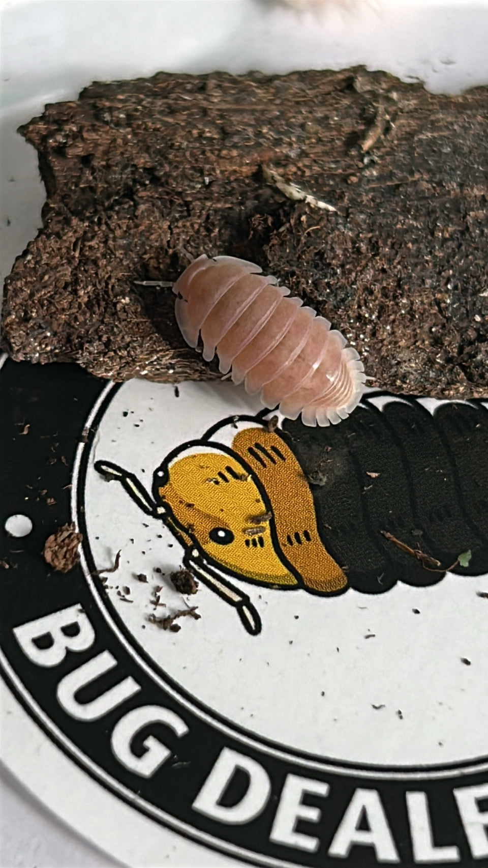 Cubaris sp. "Cherry Blossom"