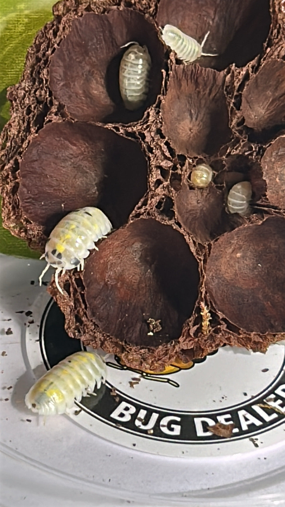Armadillidium vulgare "Magic Potion"