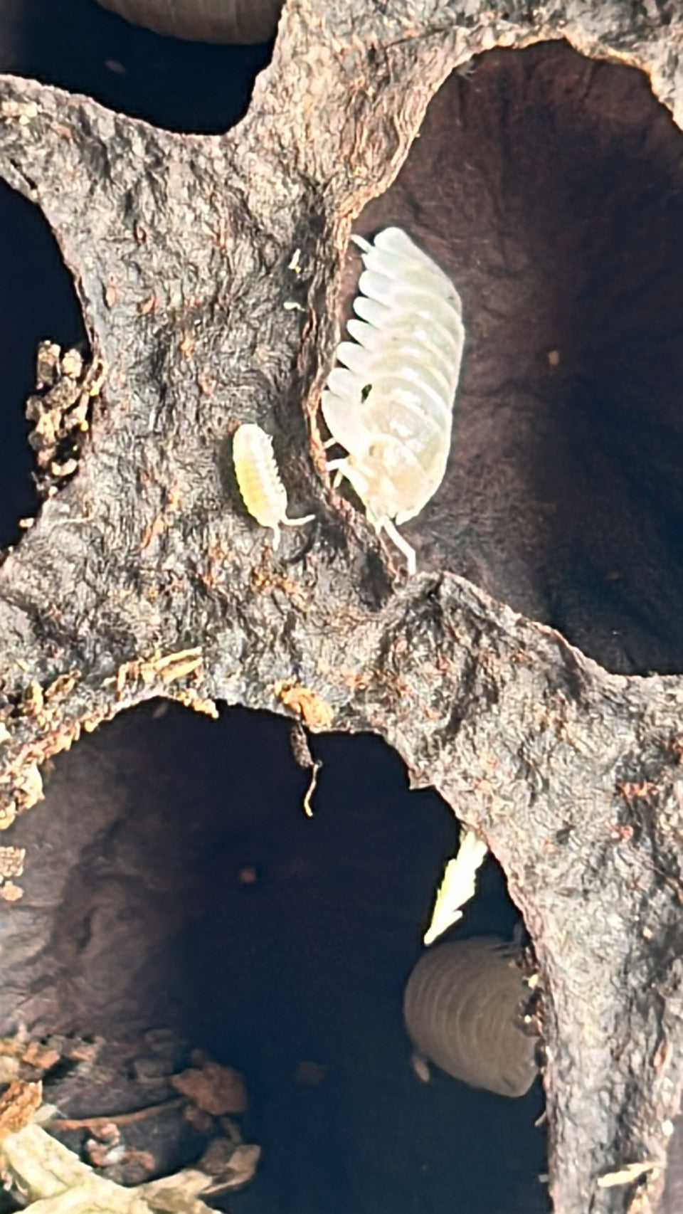 Armadillidium granulatum "White pearl"