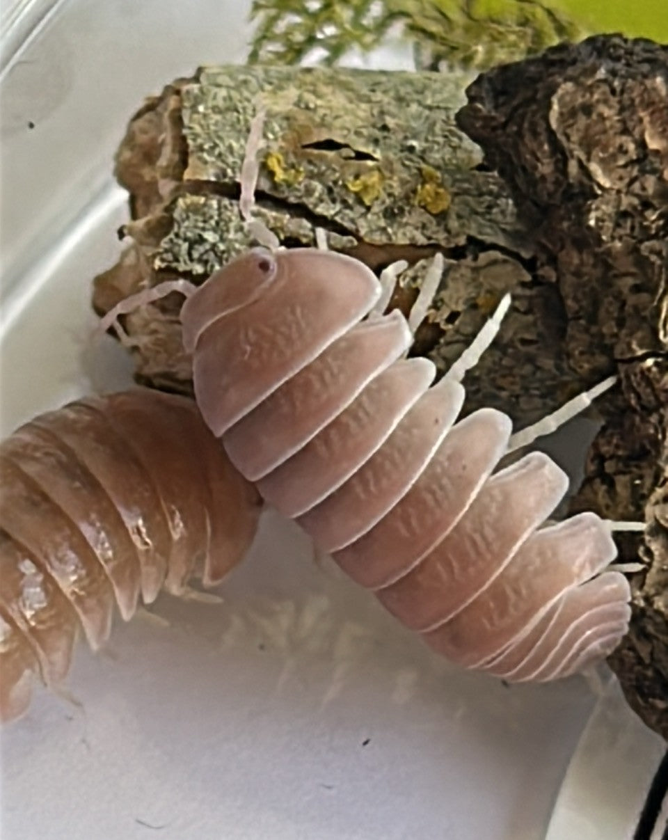 Armadillo Officinalis "PINK"