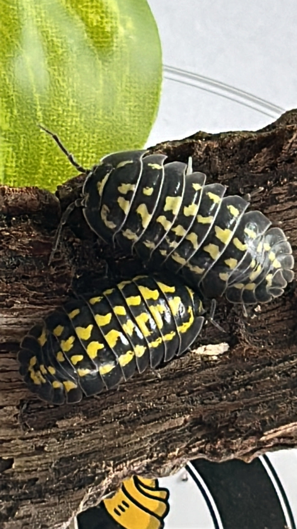 Armadillidium Gestroi "Yellow-spotted" Isopod