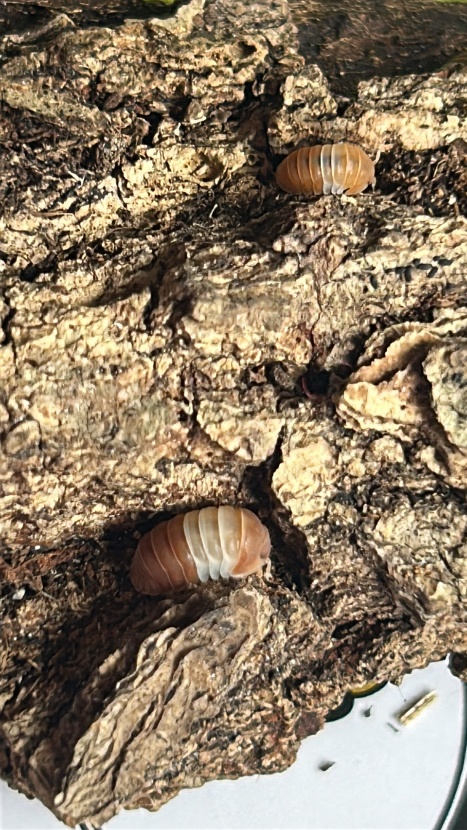 Cubaris sp. "Red" Panda king Isopod