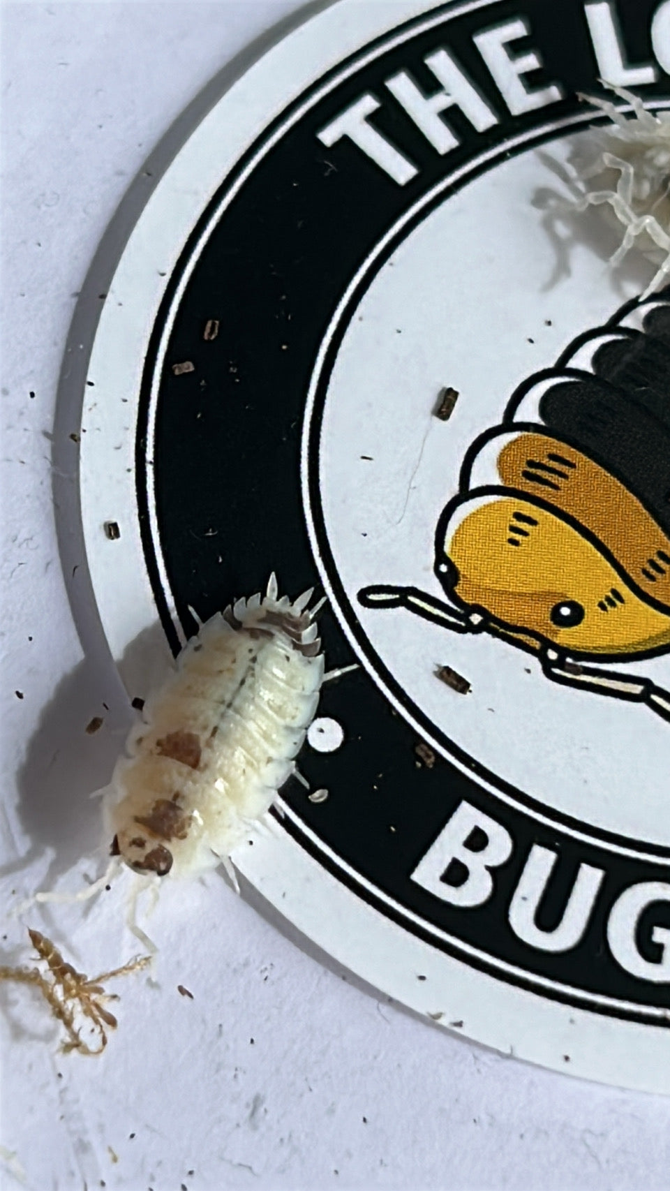 Porcellio scaber "Dalmatian"