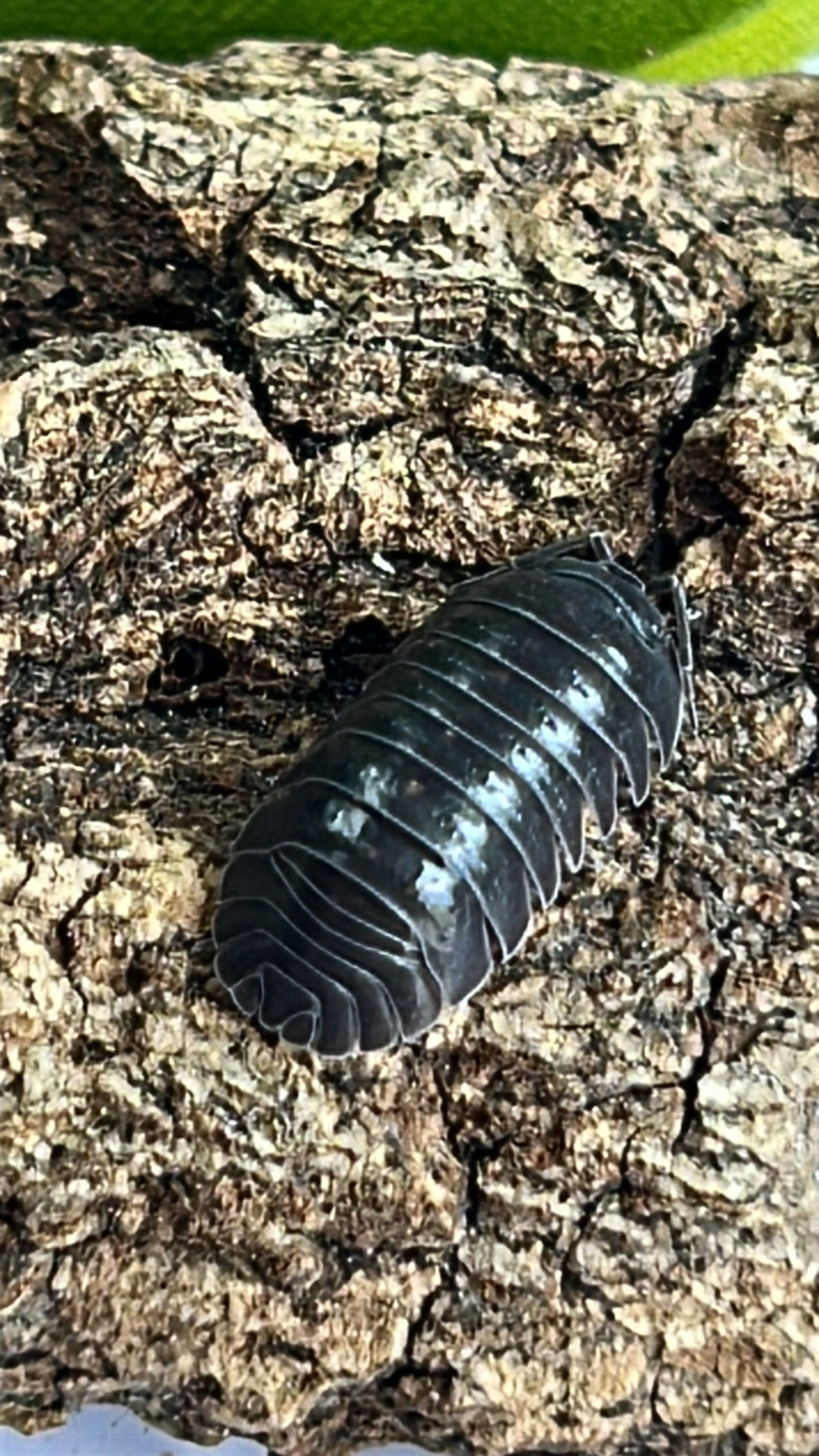 Armadillidium depressum "blotched"