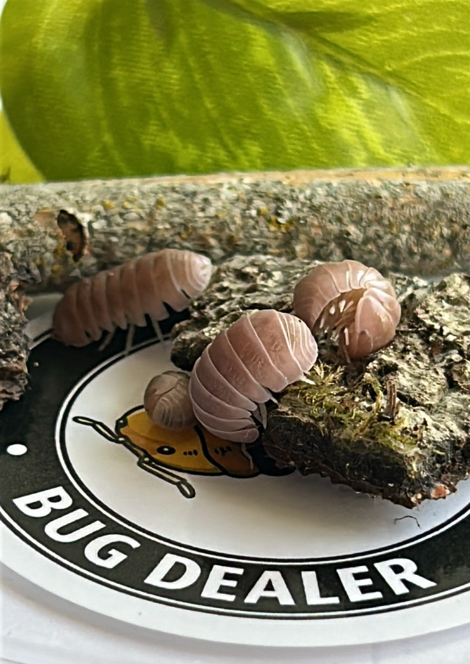Armadillo Officinalis "PINK"