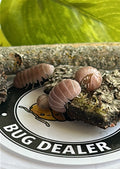 Armadillo Officinalis "PINK"