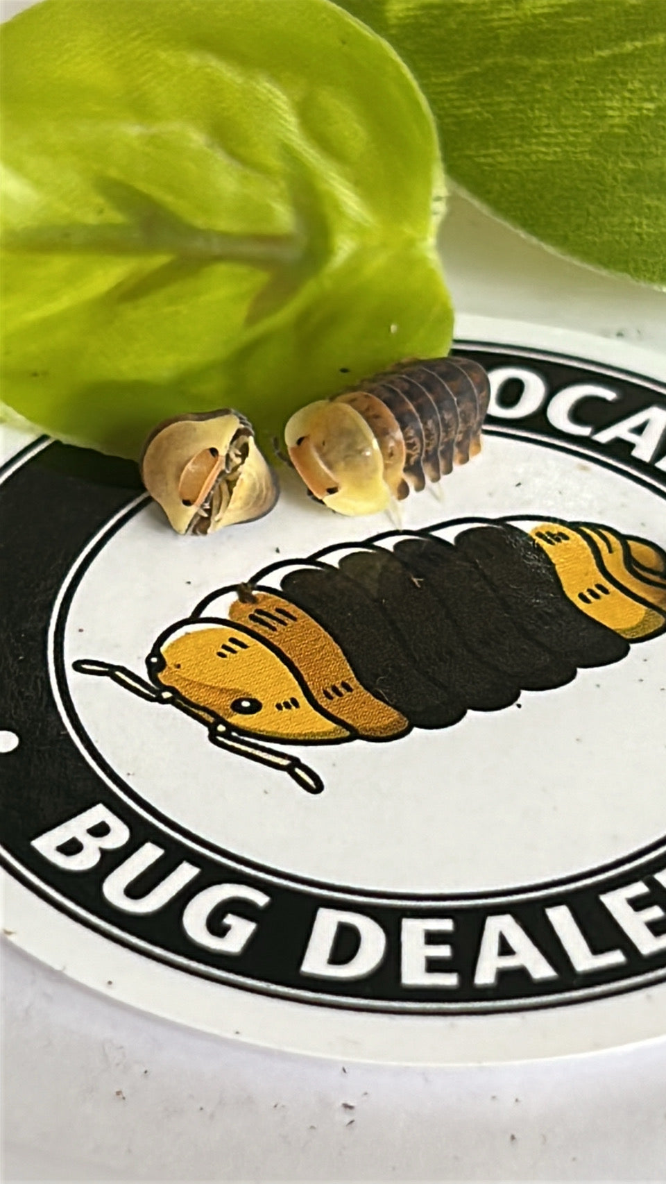 Cubaris sp. "Rubber Ducky"