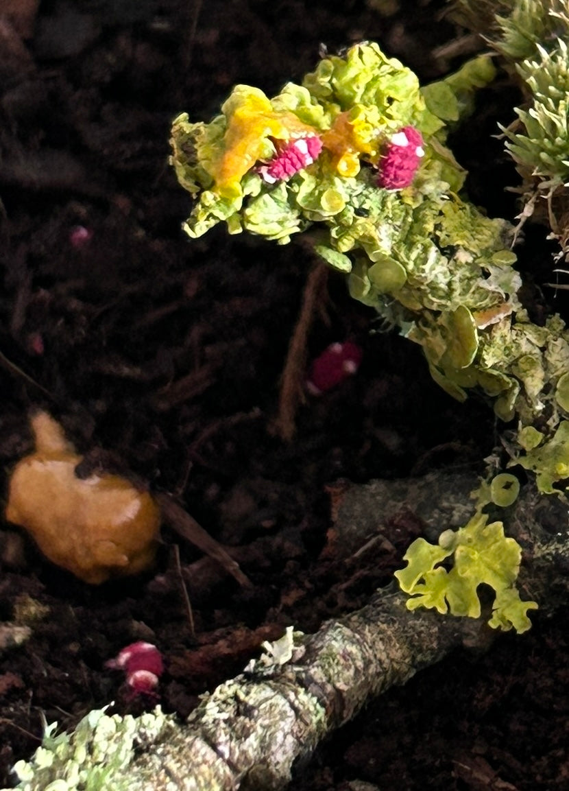 Springtails, Redford White "Santa Claus"