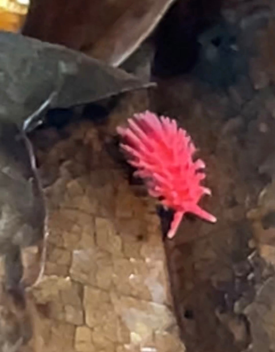Rambutanura sp. Thai Red Spiky Springtails