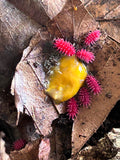 Rambutanura sp. Thai Red Spiky Springtails