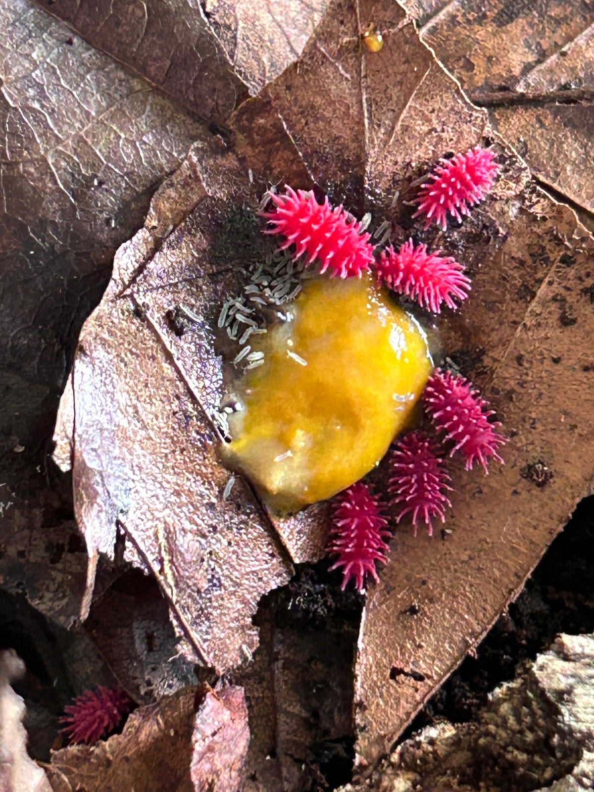 Rambutanura sp. Thai Red Spiky Springtails