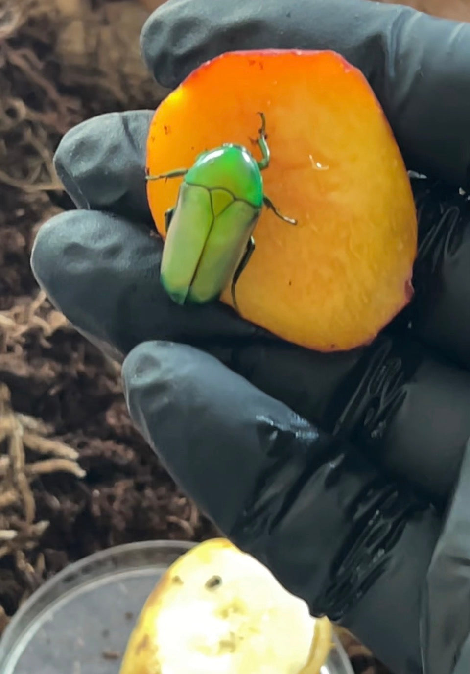 Chlorocala africana (Flower Beetle) Larvae L1/L2 (Unsexed)
