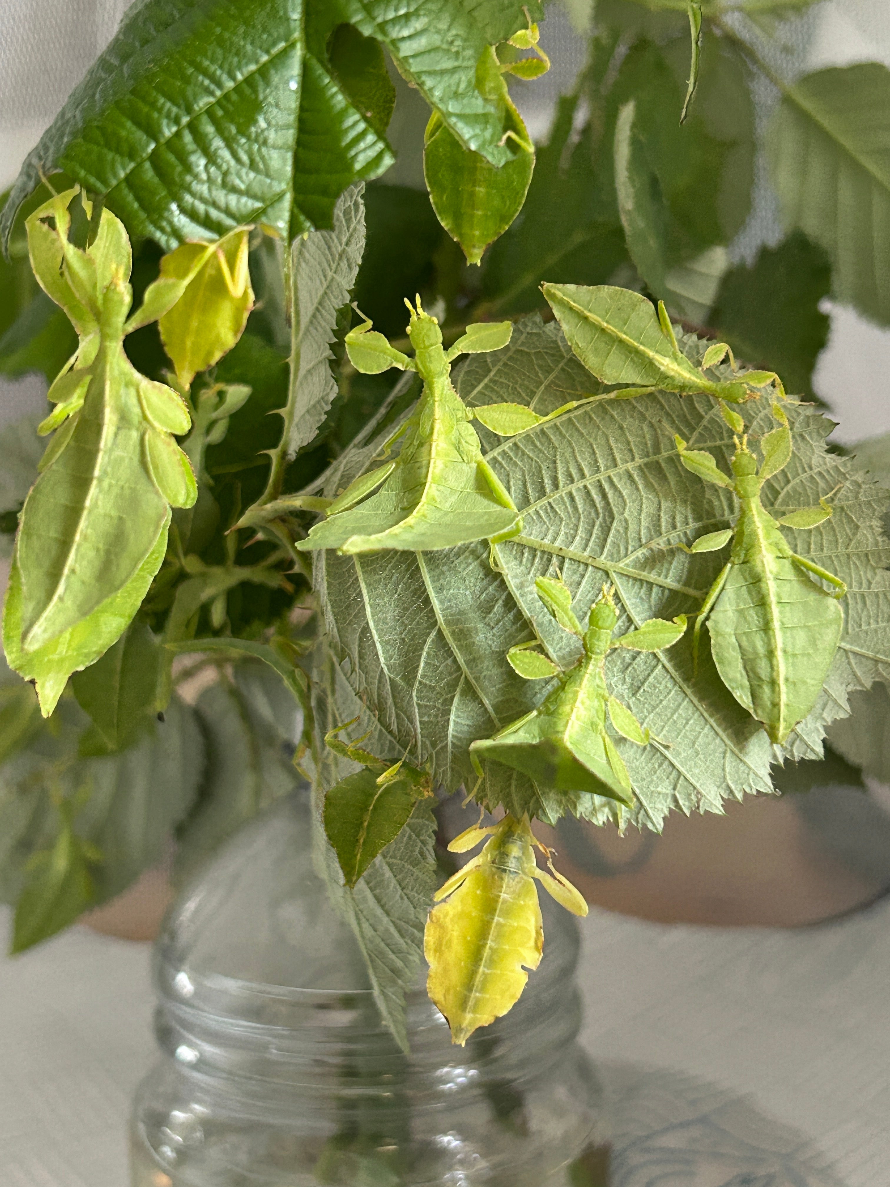 Phyllium letiranti "Tataba" Nymphs L2/L3 mixed sizes