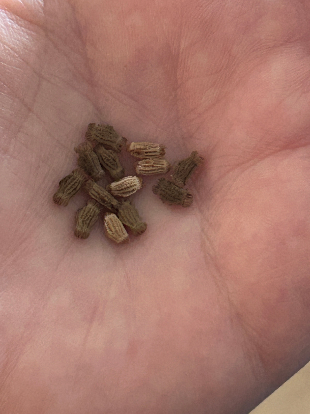Phyllium letiranti "Tataba" Leaf Insect Eggs