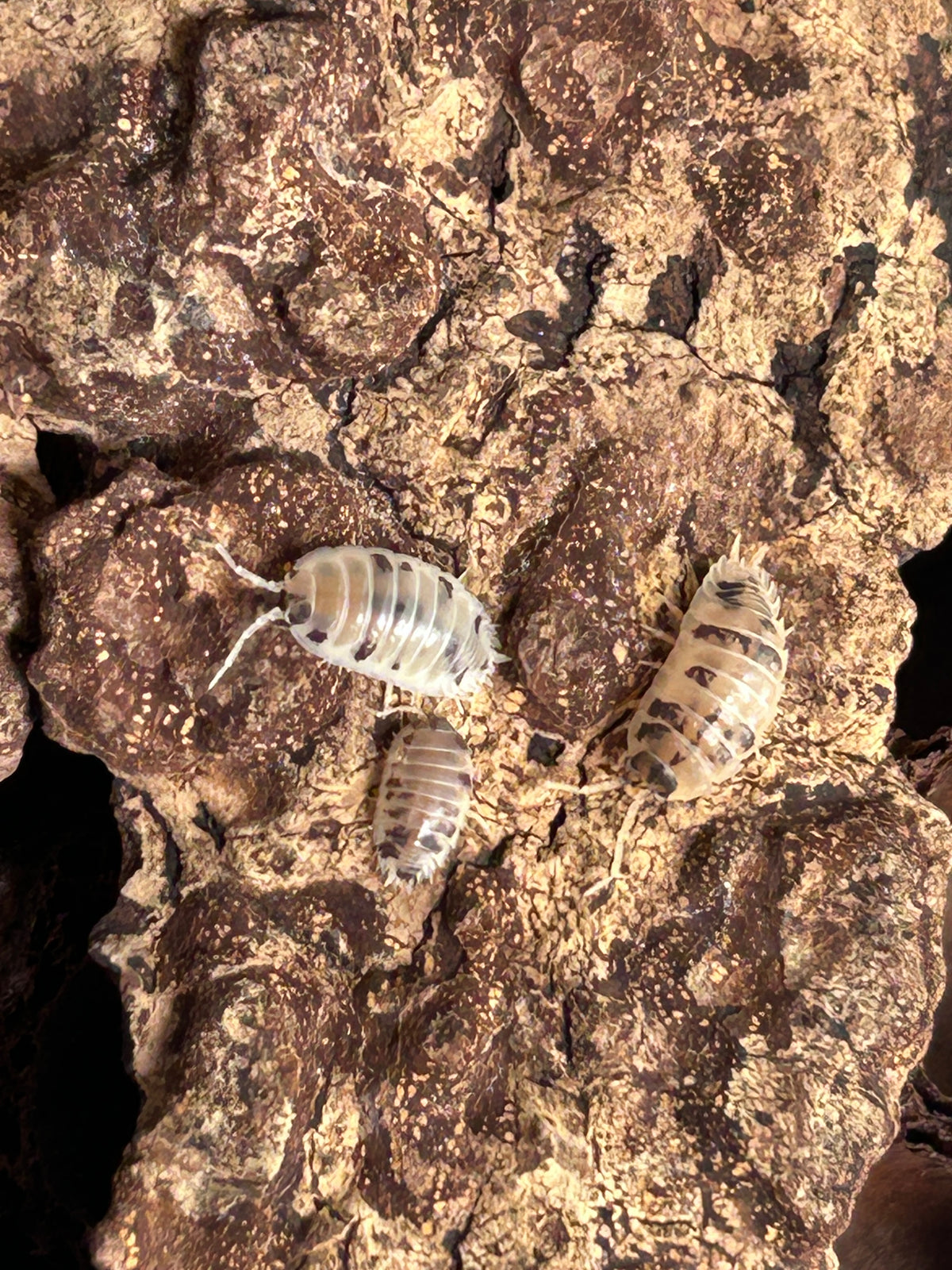 Porcellio laevis "Dairy Cow"