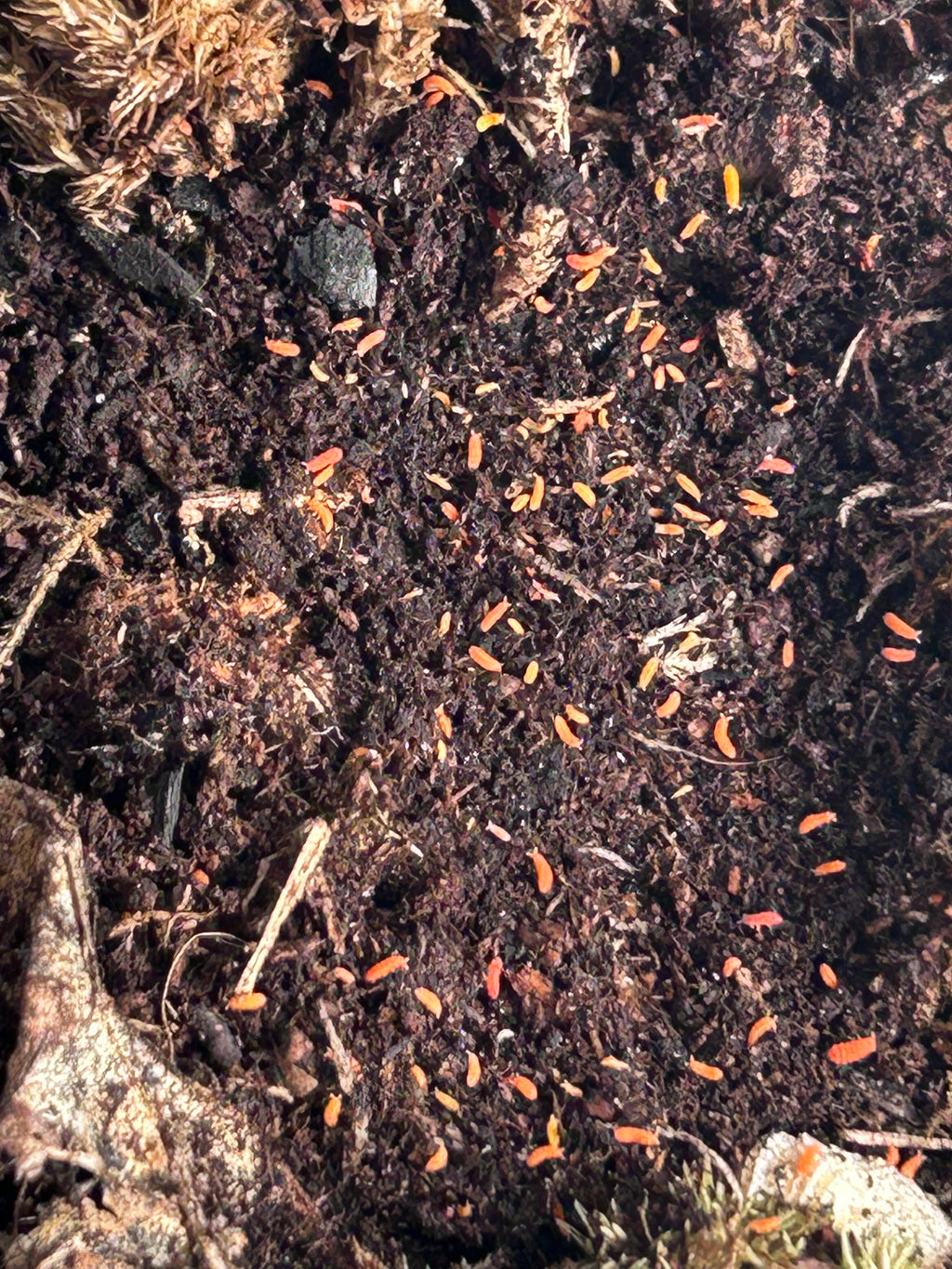Yuukianura aphoruroide "Spanish orange springtail" or "Cheeto"