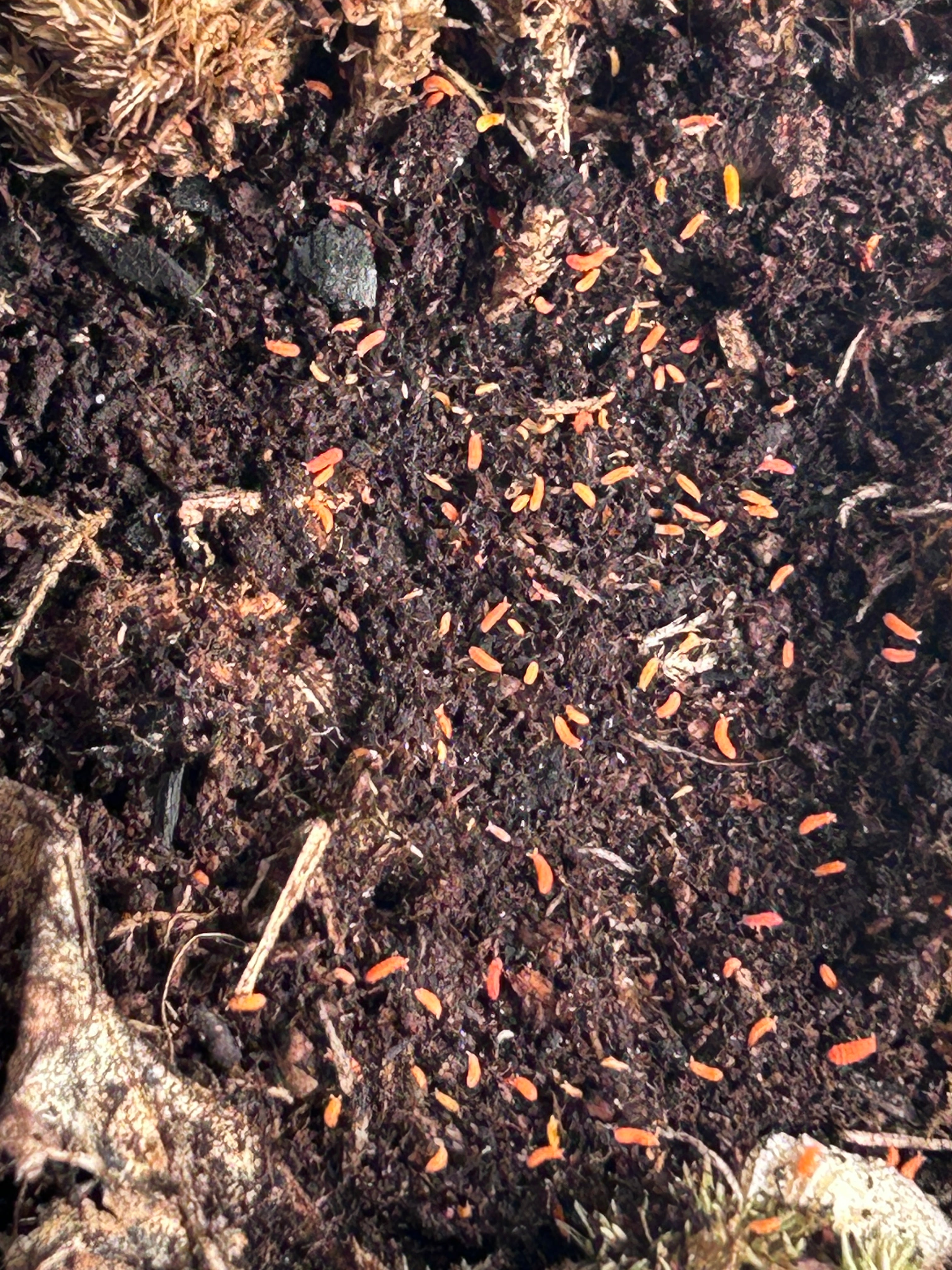 Yuukianura aphoruroide "Spanish orange springtail" or "Cheeto"