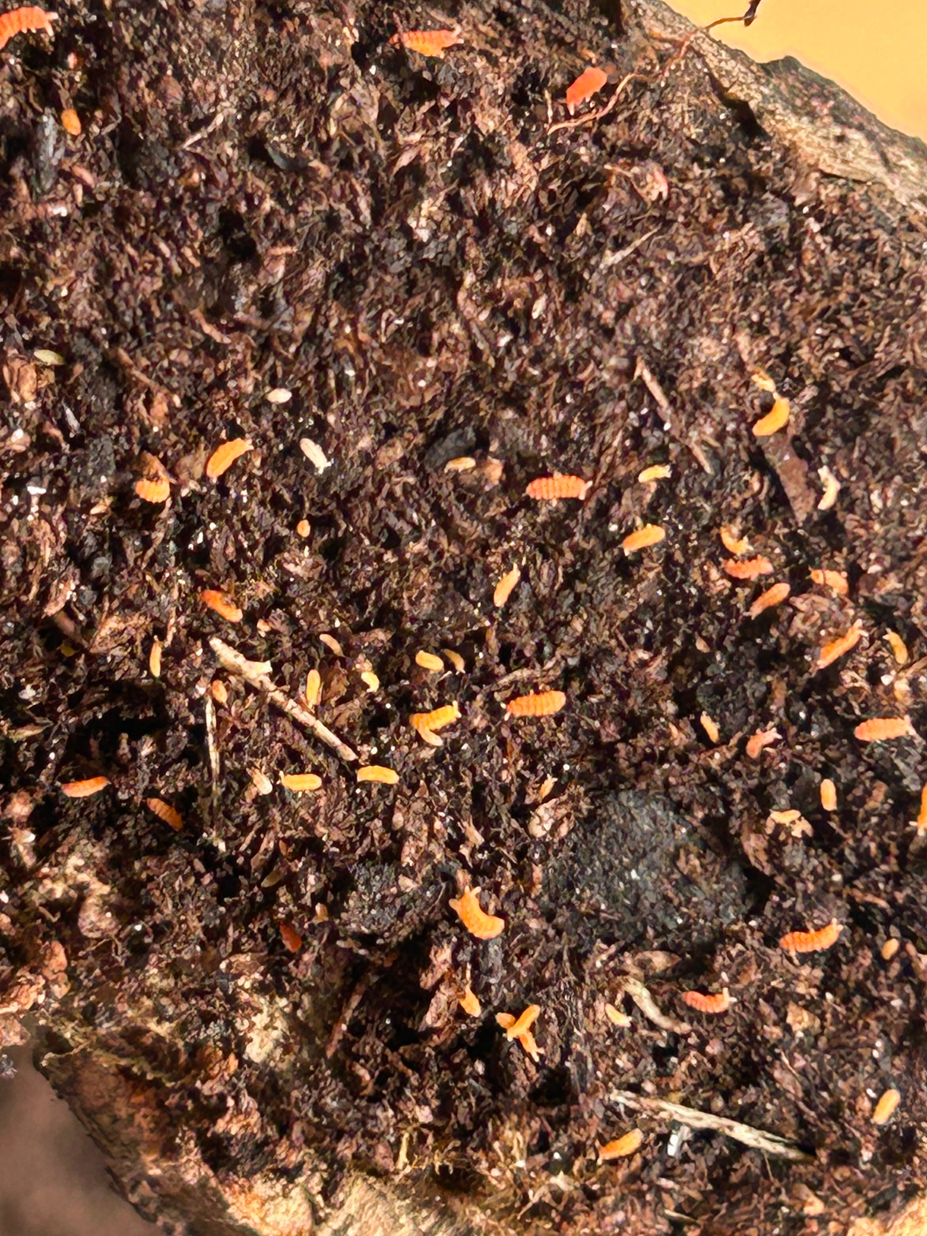 Yuukianura aphoruroide "Spanish orange springtail" or "Cheeto"