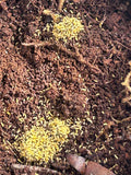 Ceratophysella isabellae "Yellow Albino" Springtails