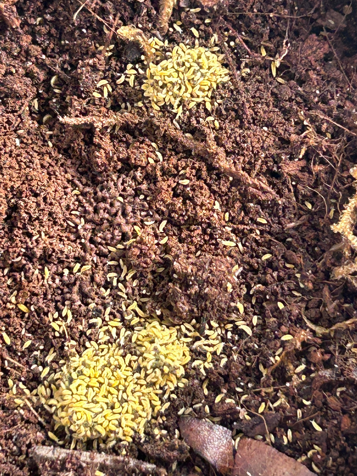 Ceratophysella isabellae "Yellow Albino" Springtails