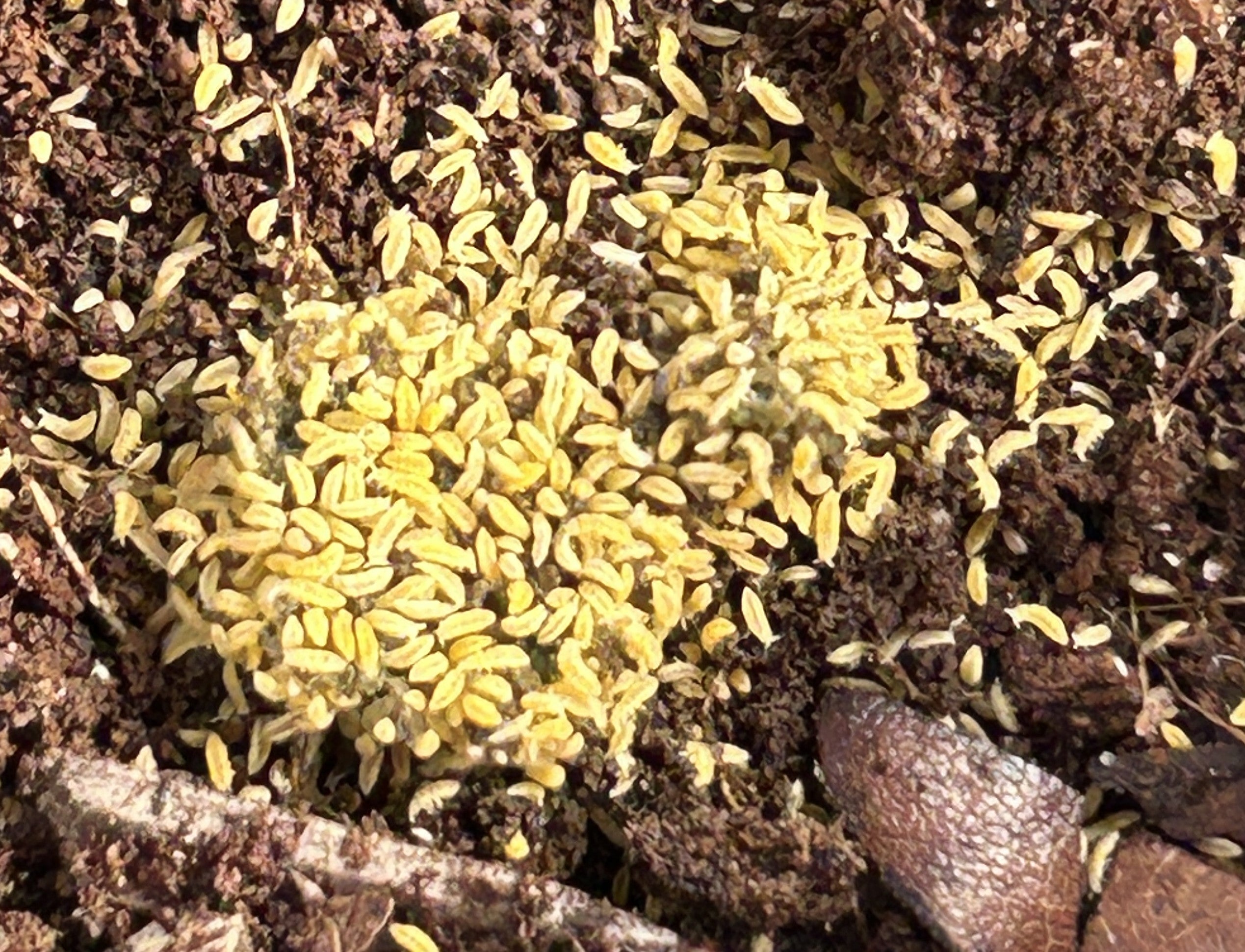 Ceratophysella isabellae "Yellow Albino" Springtails