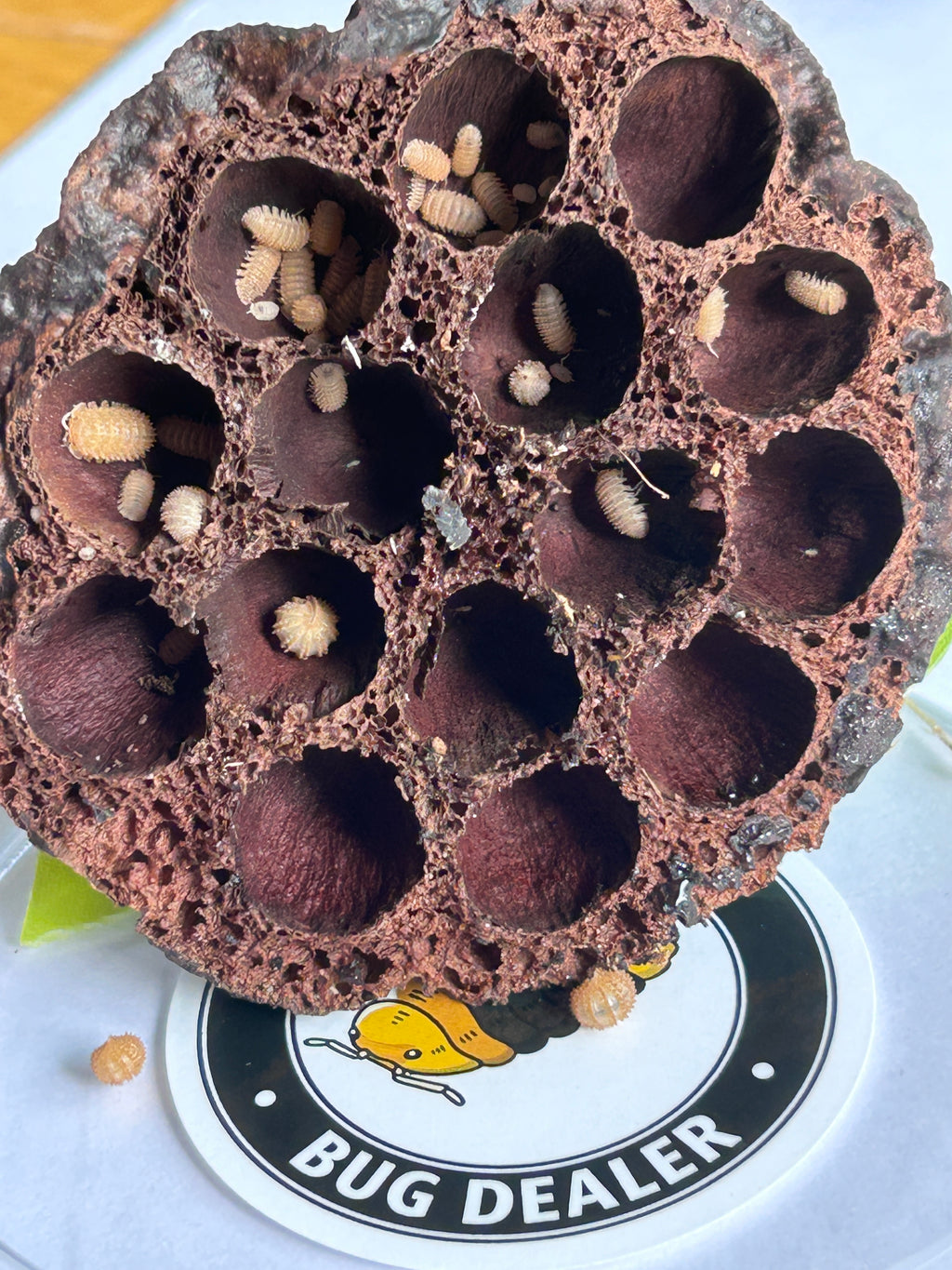 Cristarmadillidium muricatum "Spikey Pineapple"