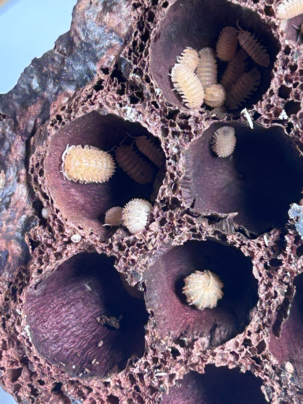 Cristarmadillidium muricatum "Spikey Pineapple"