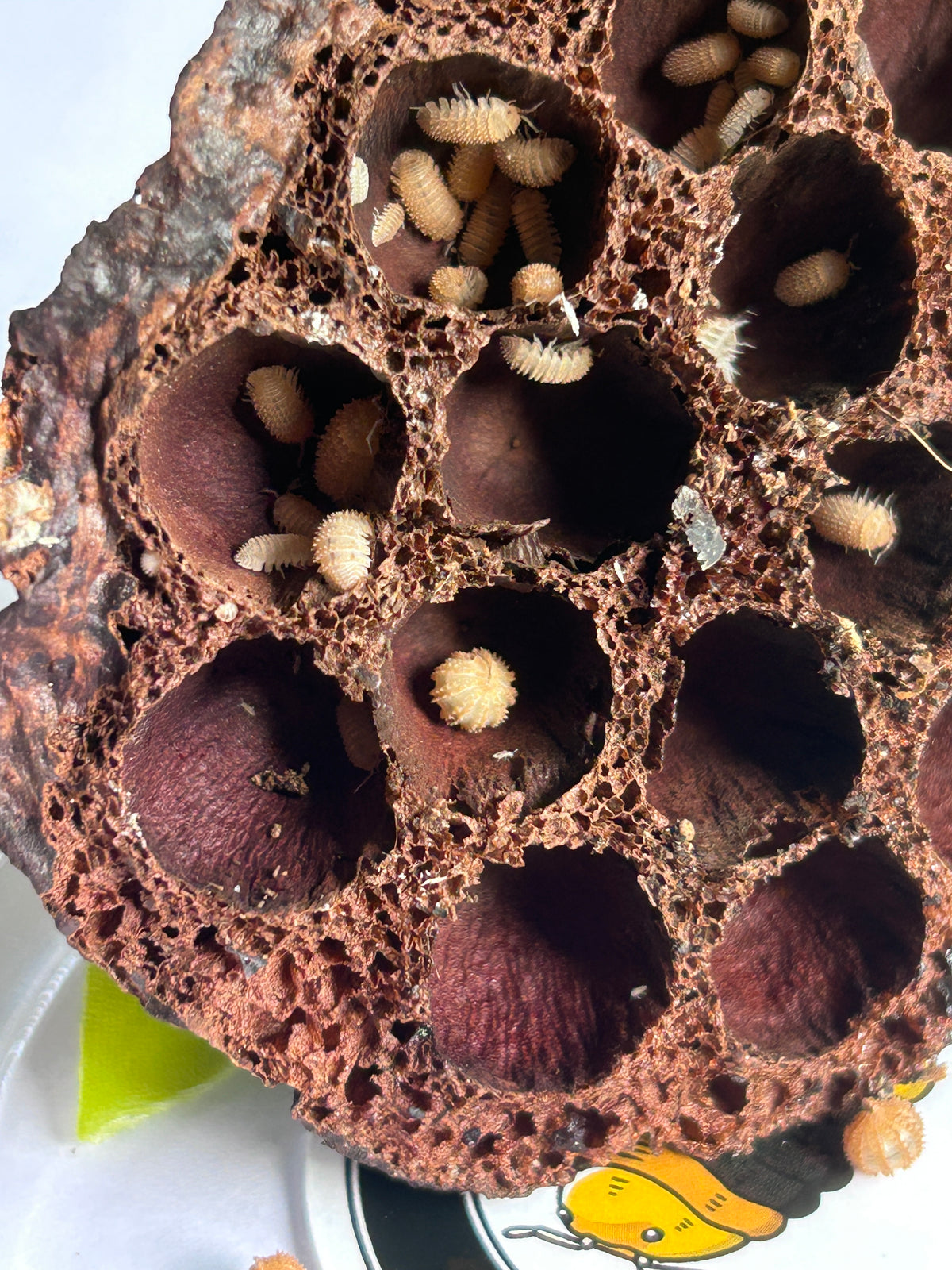 Cristarmadillidium muricatum "Spikey Pineapple"