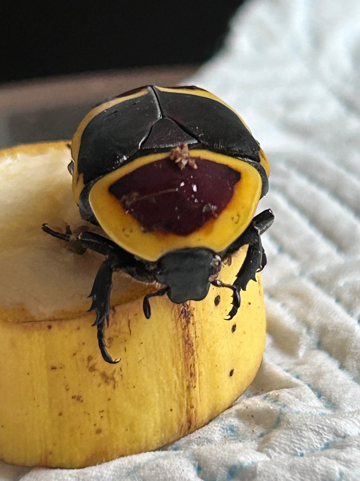 Pachnoda marginata "Sun Beetle" Larvae (unsexed) L2